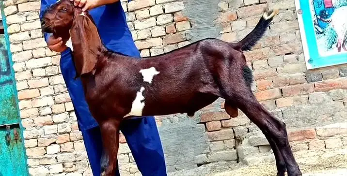 Desi Bakra For Sale Urgent/ 03170252632 — photo 2
