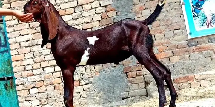Desi Bakra For Sale Urgent/ 03170252632 — photo 3