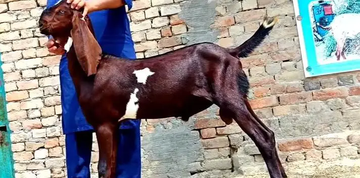 Desi Bakra For Sale Urgent/ 03170252632 — photo 4