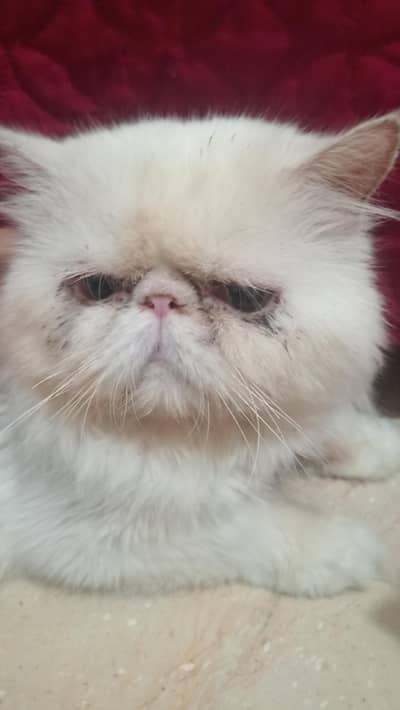 peki faced adult breeder male