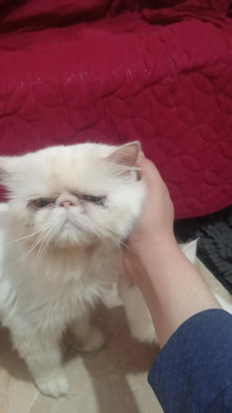 peki faced adult breeder male — photo 2