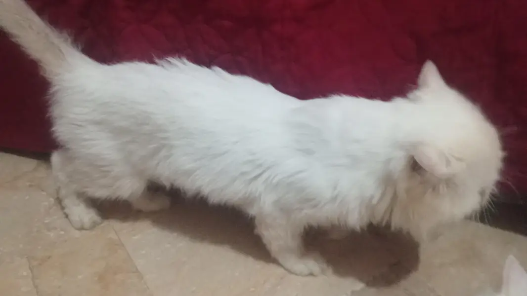 peki faced adult breeder male — photo 3
