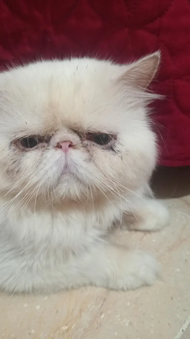 peki faced adult breeder male — photo 4