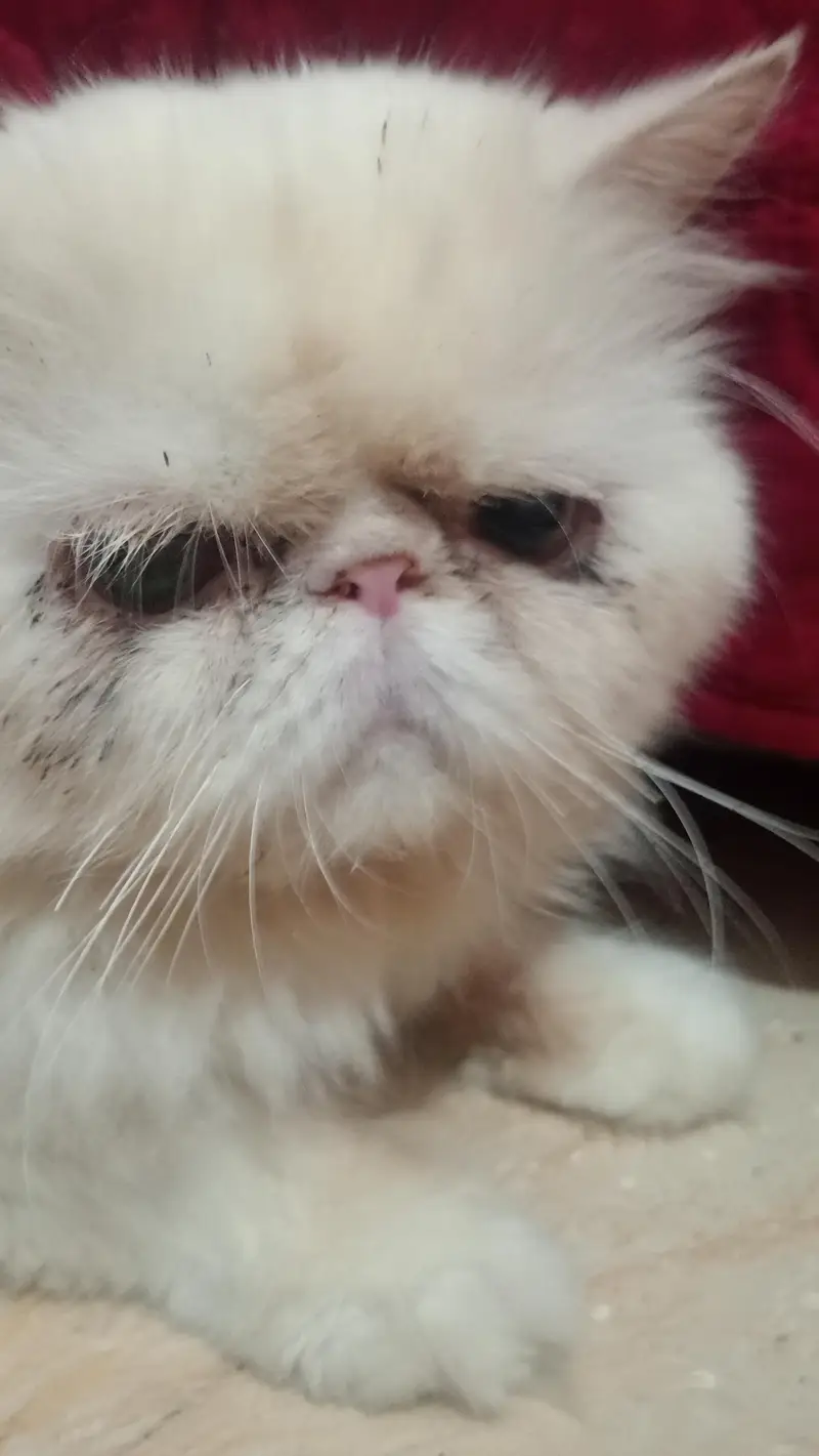 peki faced adult breeder male — photo 5