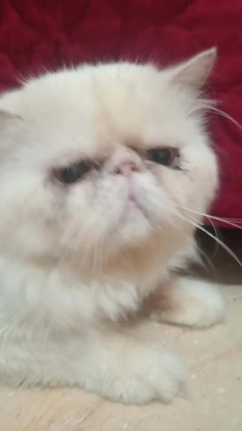 peki faced adult breeder male — photo 6