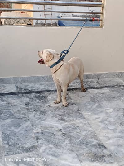 10 month ka labaredor hai family dog 