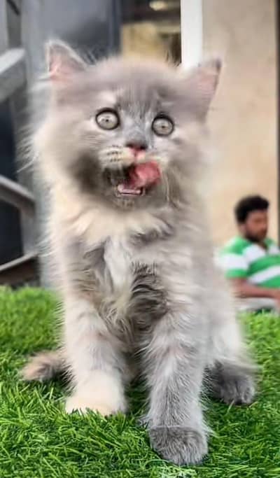 Persian kitten triple Qout. for. . sale my WhatsApp03493731440