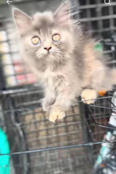 Persian kitten triple Qout. for. . sale my WhatsApp03493731440