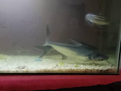 Shark fish along with aquarium for sale