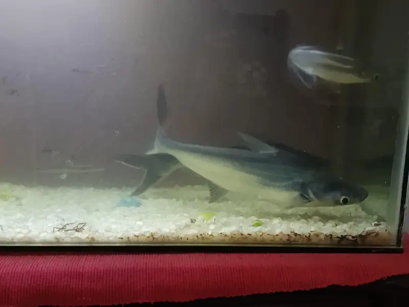 Shark fish along with aquarium for sale