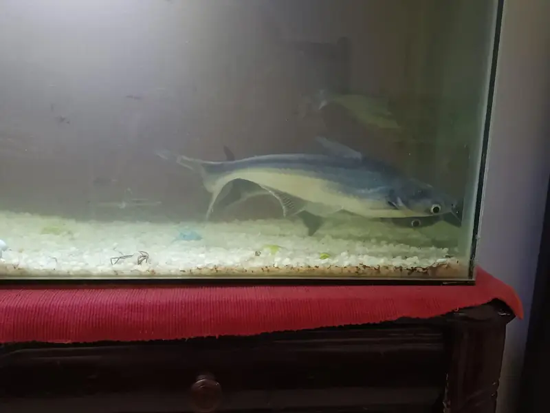 Shark fish along with aquarium for sale — photo 2