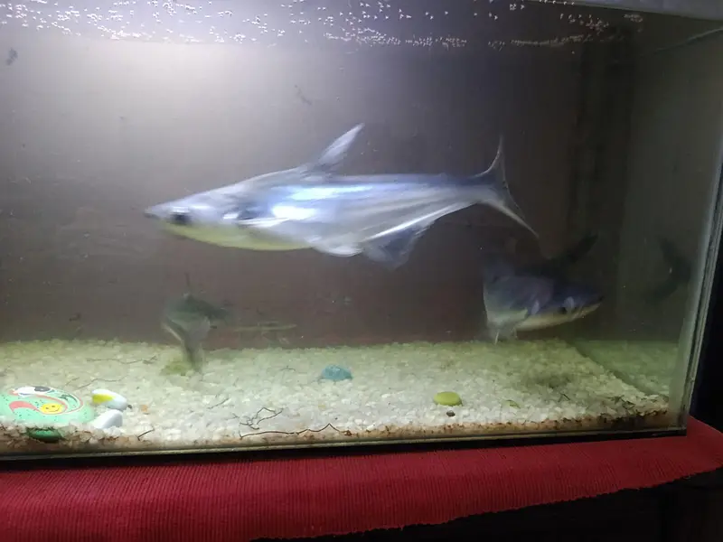 Shark fish along with aquarium for sale — photo 3