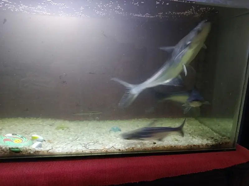 Shark fish along with aquarium for sale — photo 4