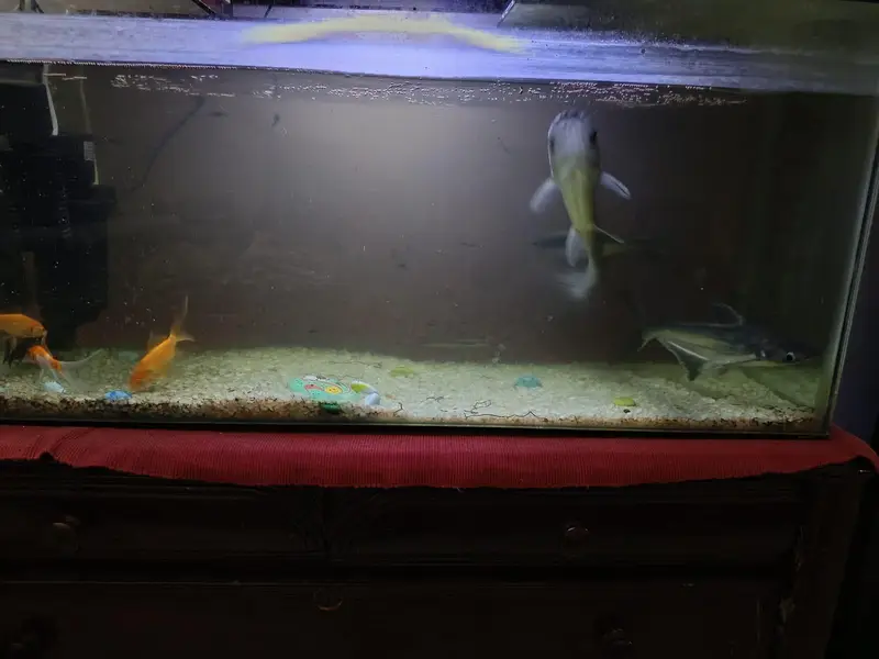 Shark fish along with aquarium for sale — photo 5