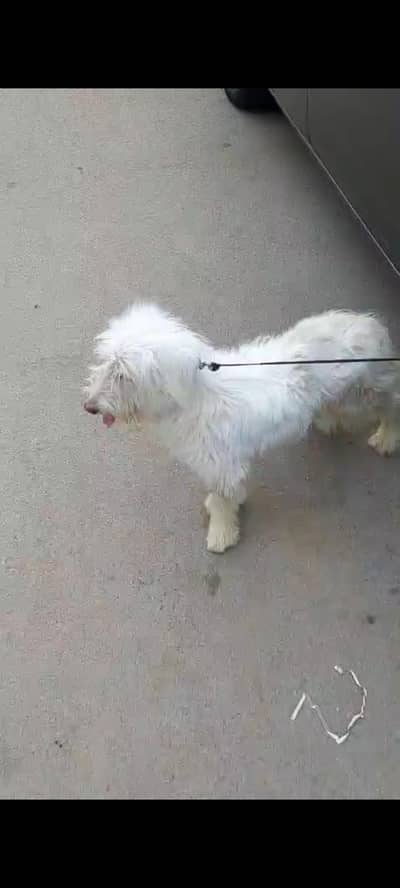 lentese Bread Female for sale