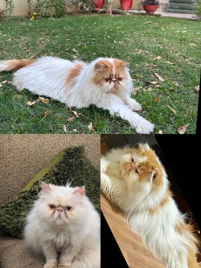 2 Male Cat available For mating