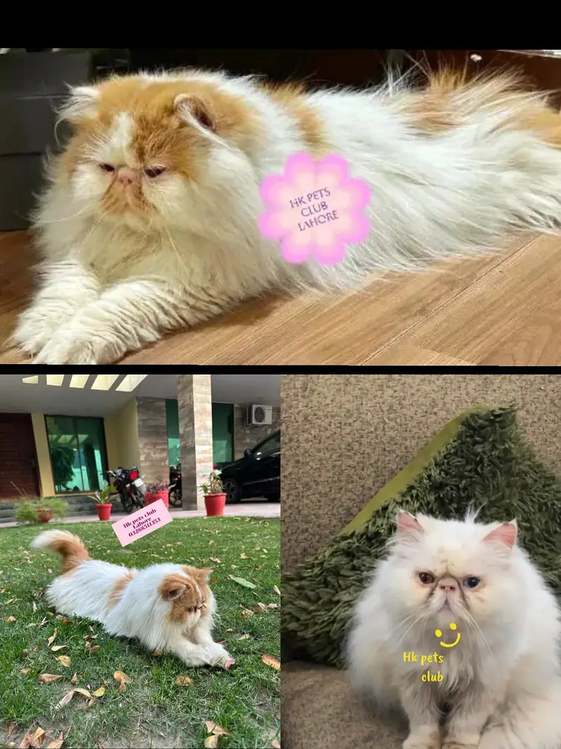 2 Male Cat available For mating — photo 2