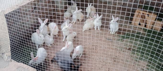 White Red Eyes Rabits