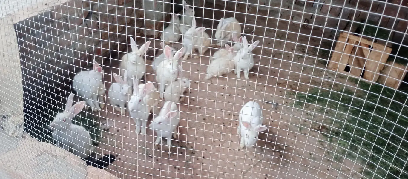 Newzealand White Red Eyes Rabits — photo 2