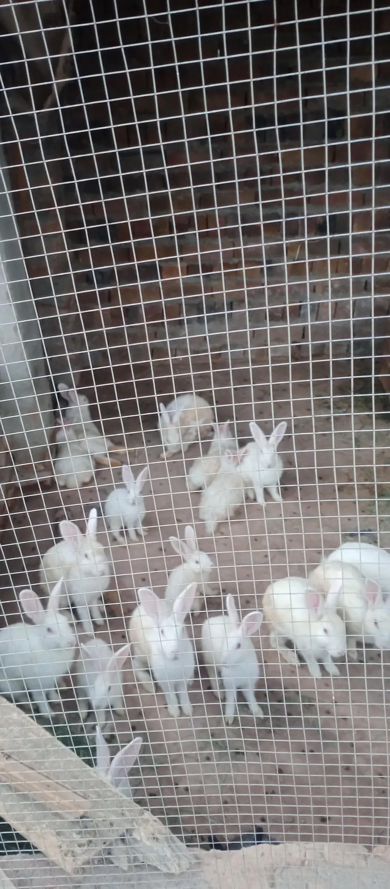 Newzealand White Red Eyes Rabits — photo 3