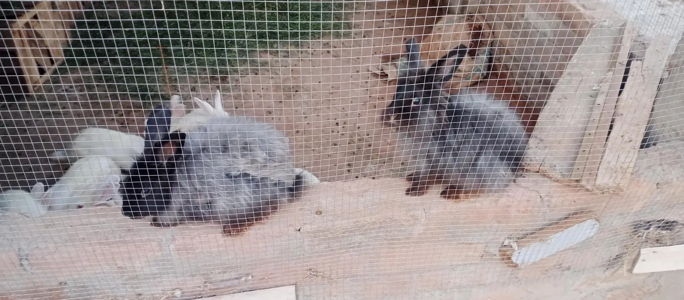Newzealand White Red Eyes Rabits — photo 4