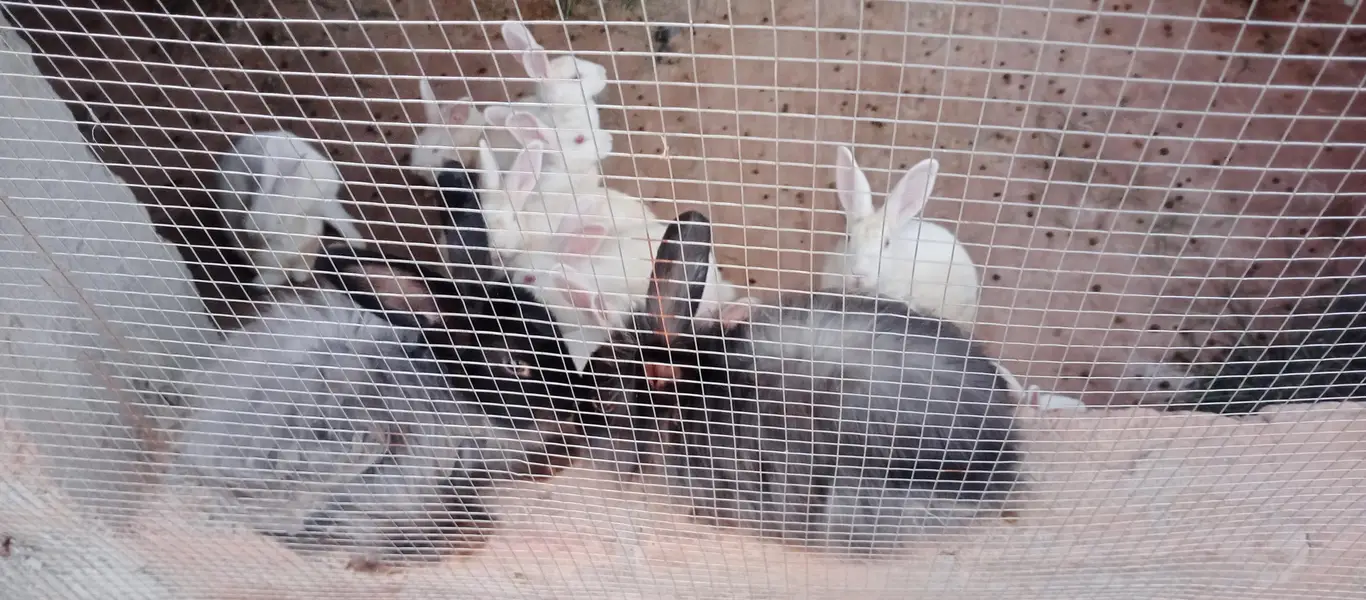 Newzealand White Red Eyes Rabits — photo 5