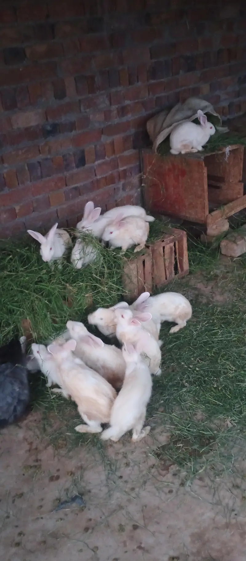 Newzealand White Red Eyes Rabits — photo 7