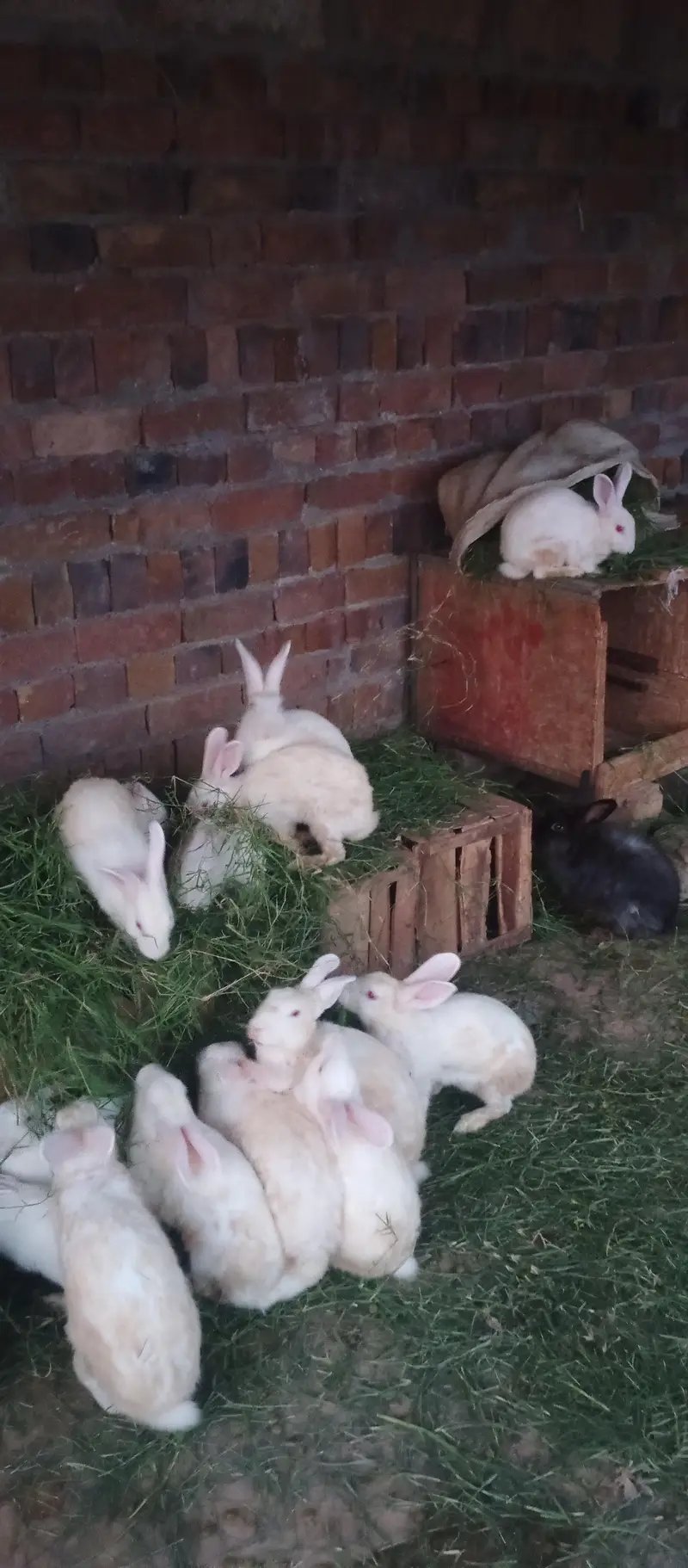Newzealand White Red Eyes Rabits — photo 8