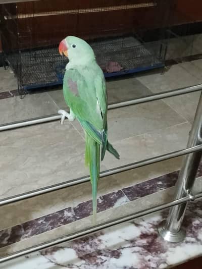 Kashmiri Raw Parrot