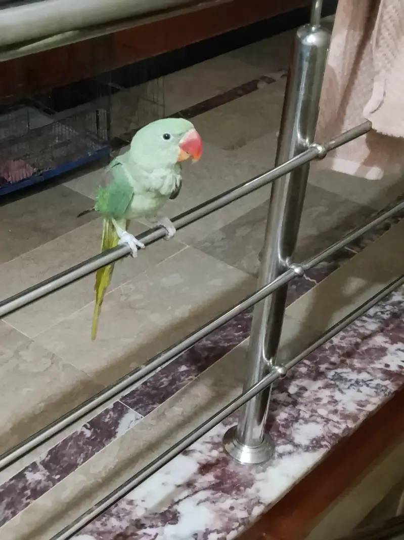 Kashmiri Raw Parrot — photo 3