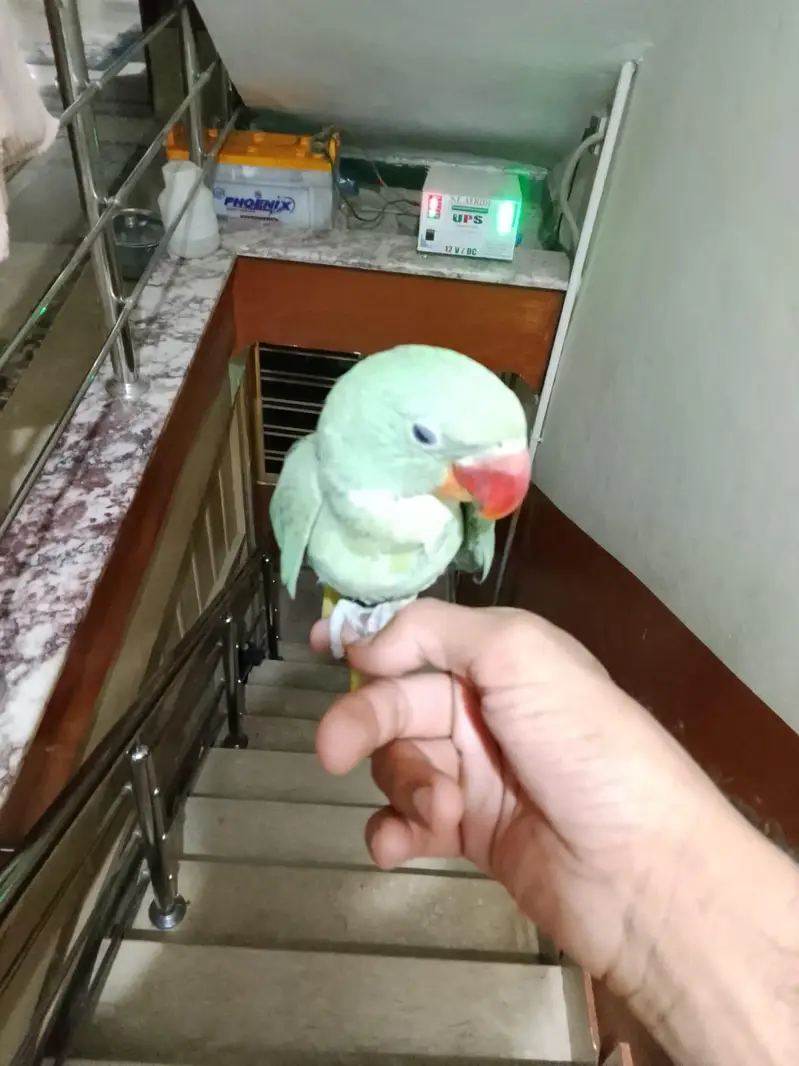Kashmiri Raw Parrot — photo 4