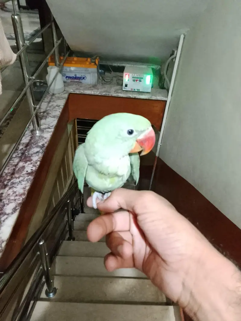 Kashmiri Raw Parrot — photo 5