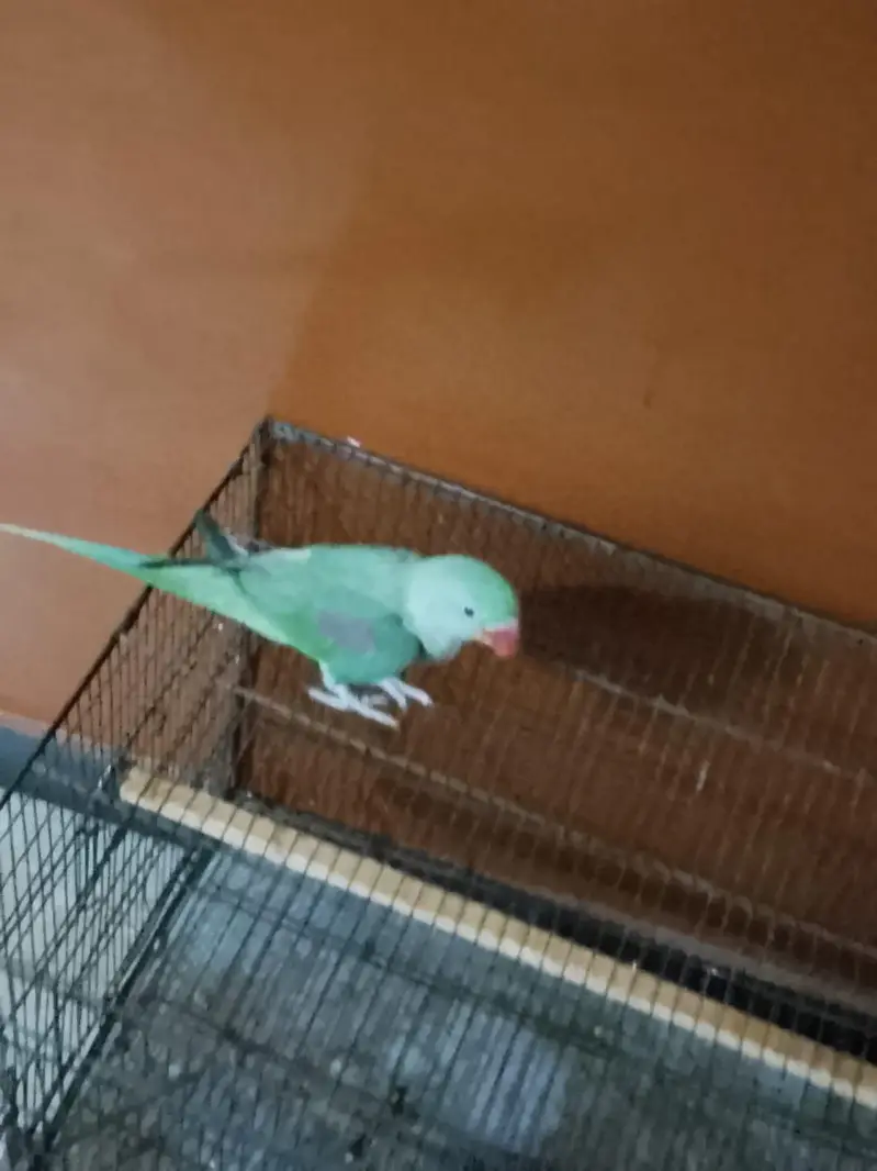 Kashmiri Raw Parrot — photo 6