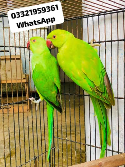 Green Ringneck young pair Available