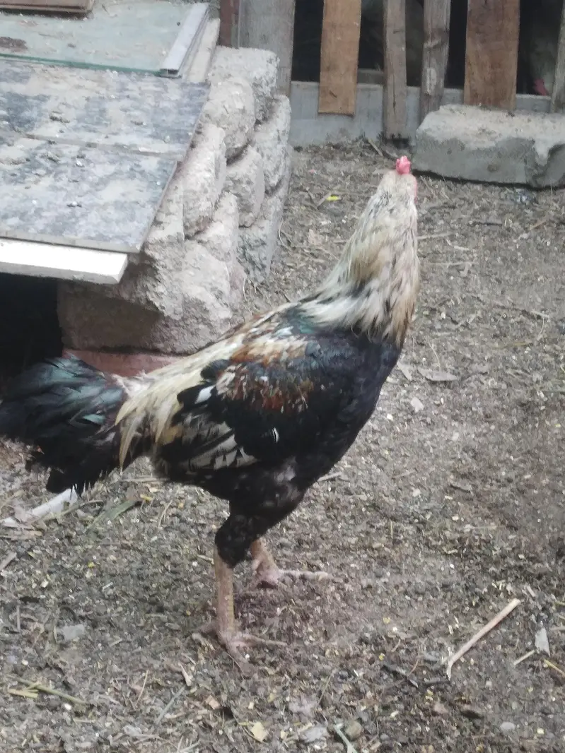 Aseel murgha for sell — photo 4