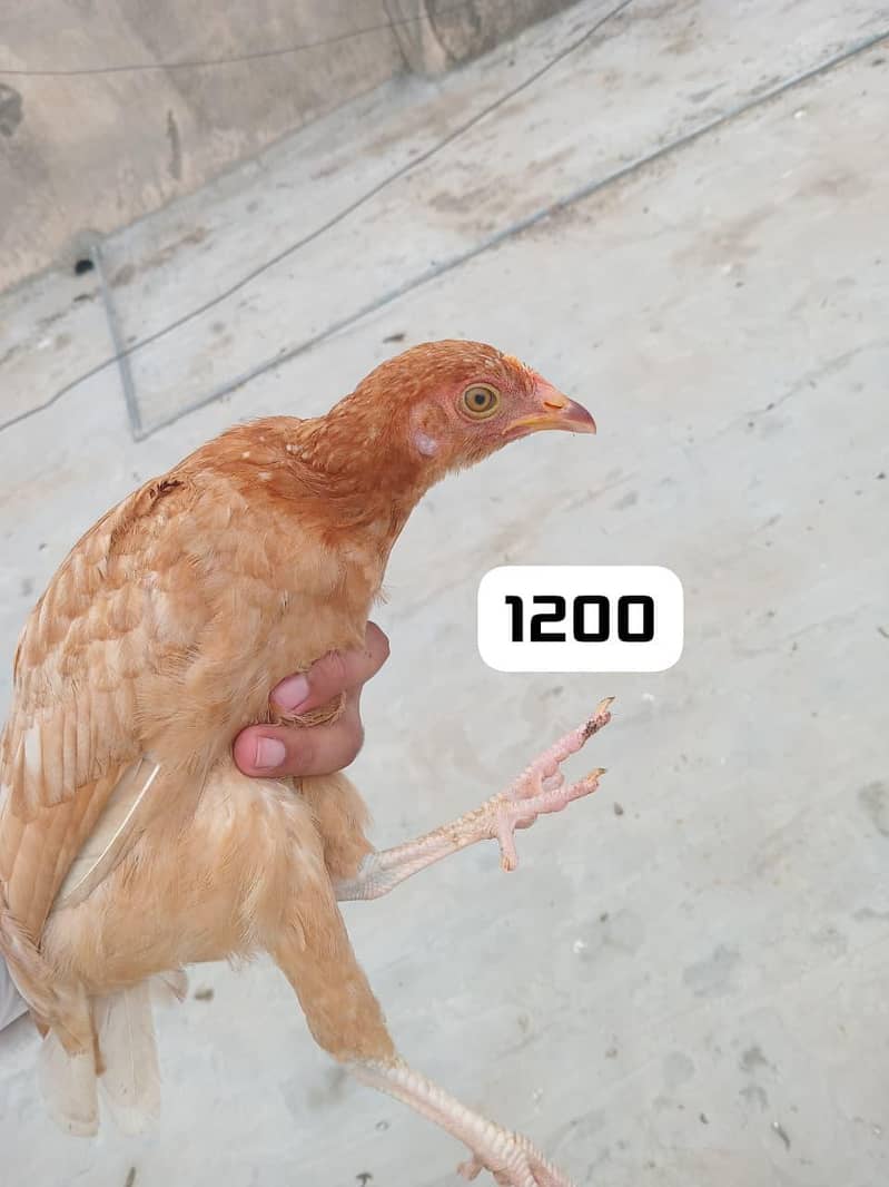 Aseel 10