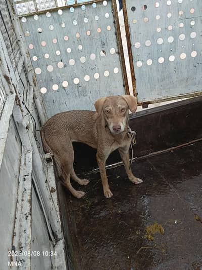 Mix Breed Hound