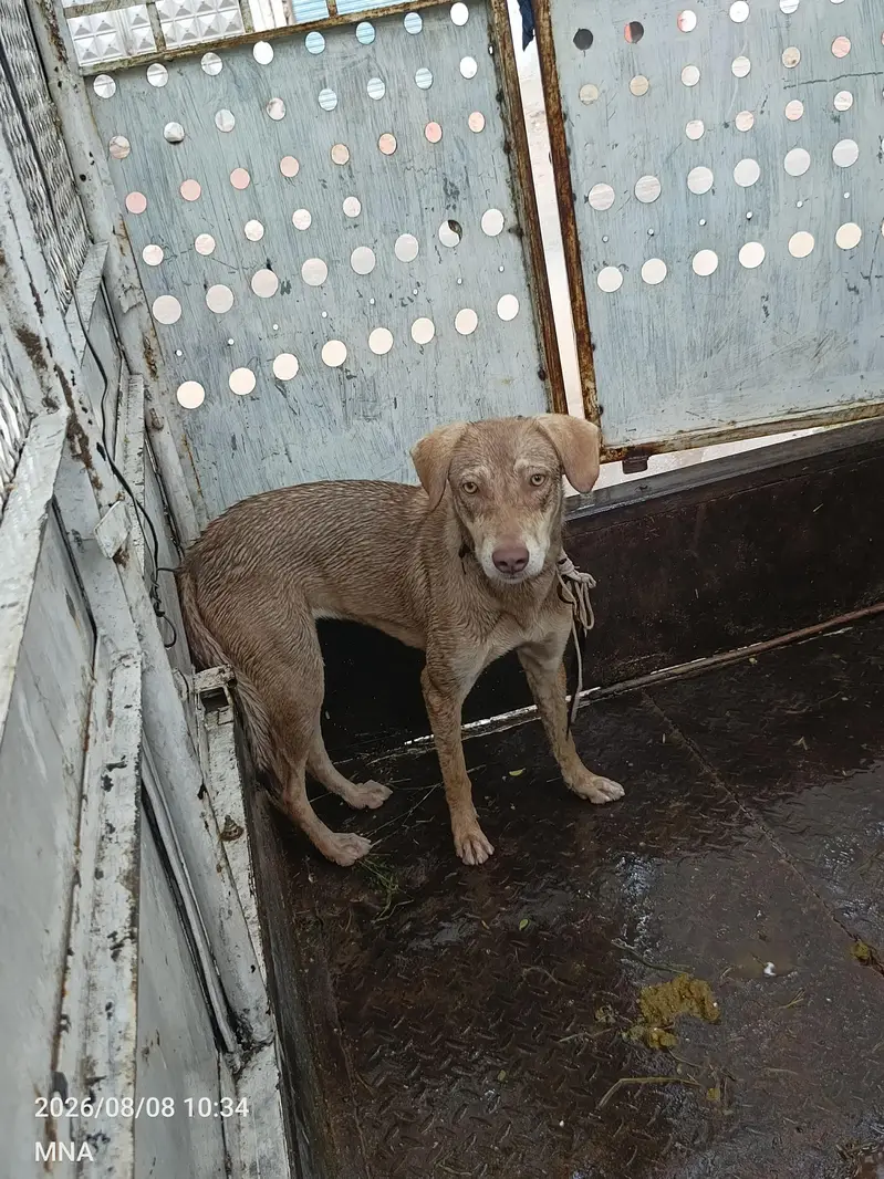 Mix Breed Hound