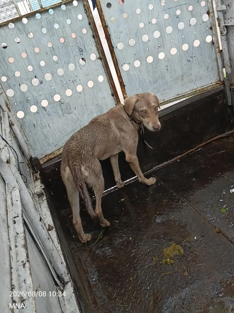 Mix Breed Hound — photo 3