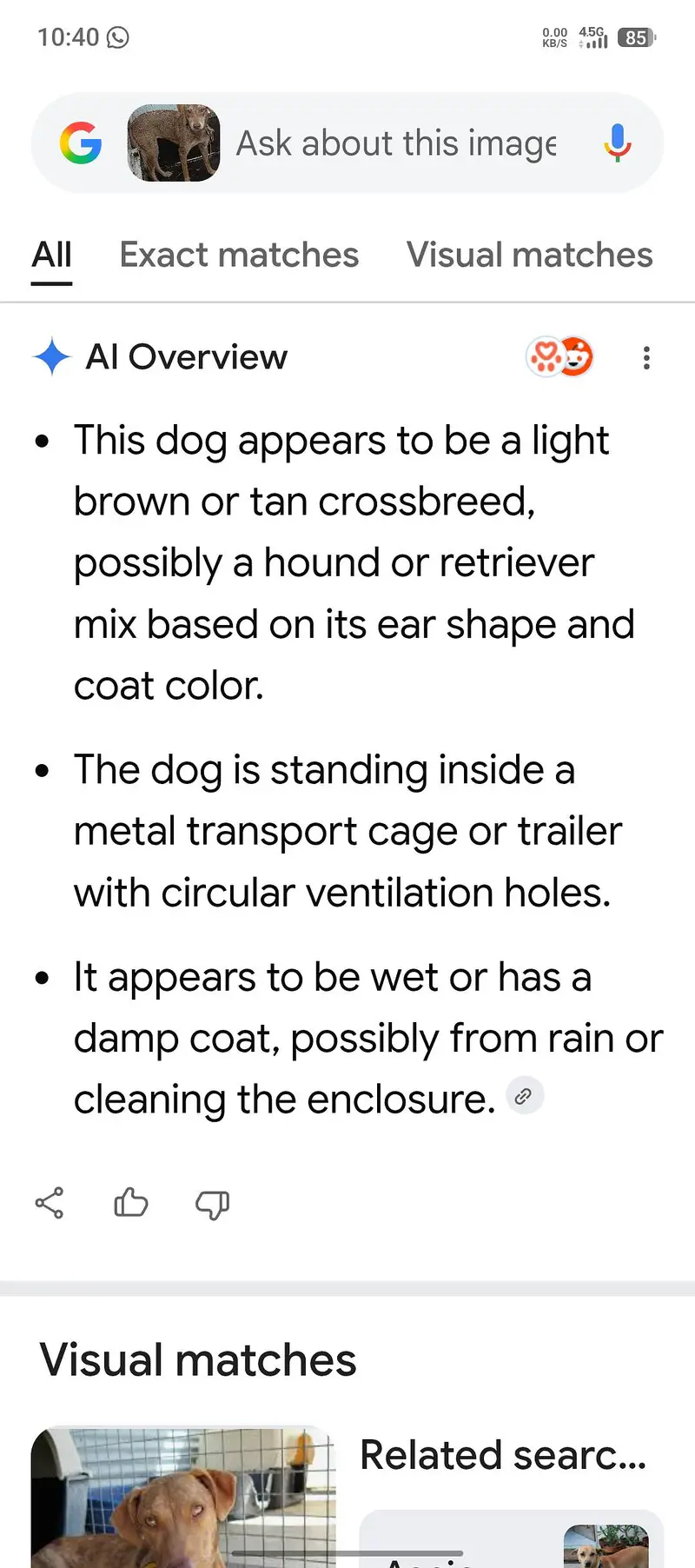 Mix Breed Hound — photo 4