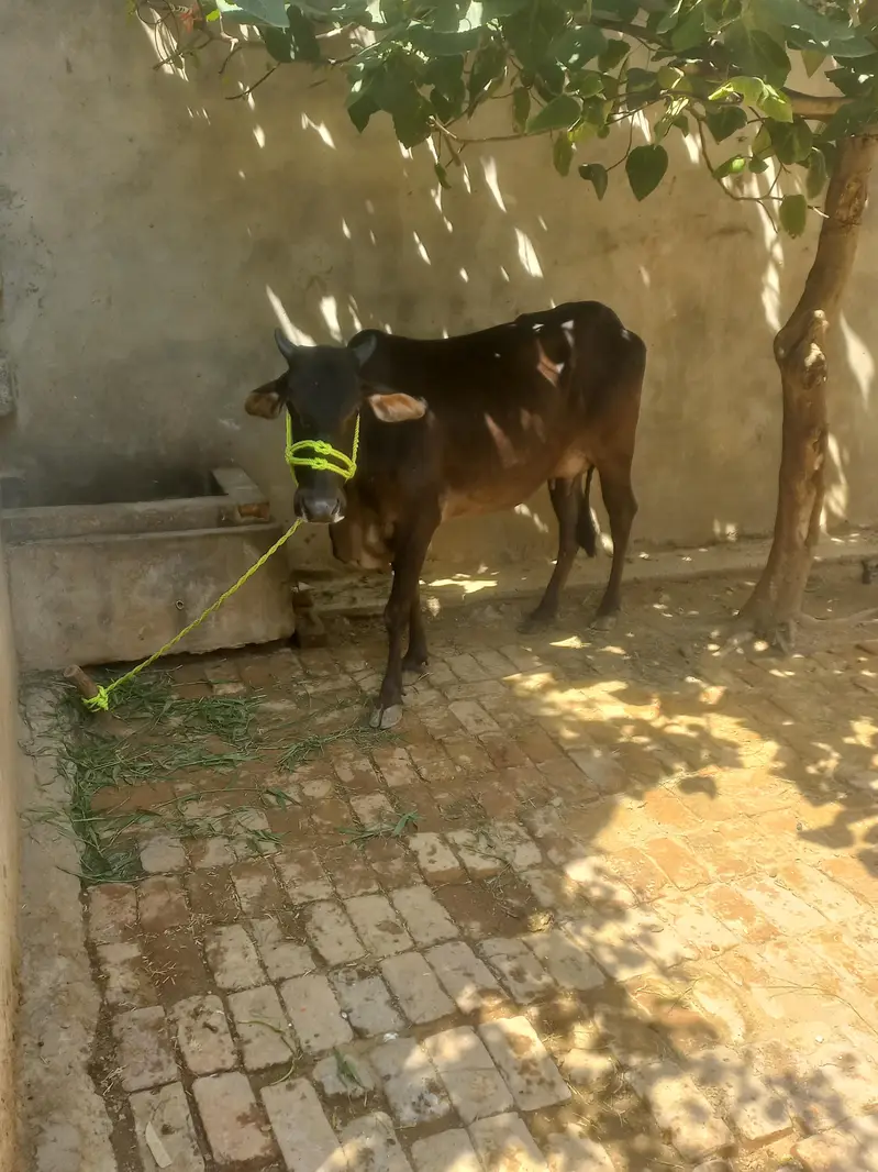 gaye desi farmi cross wachi