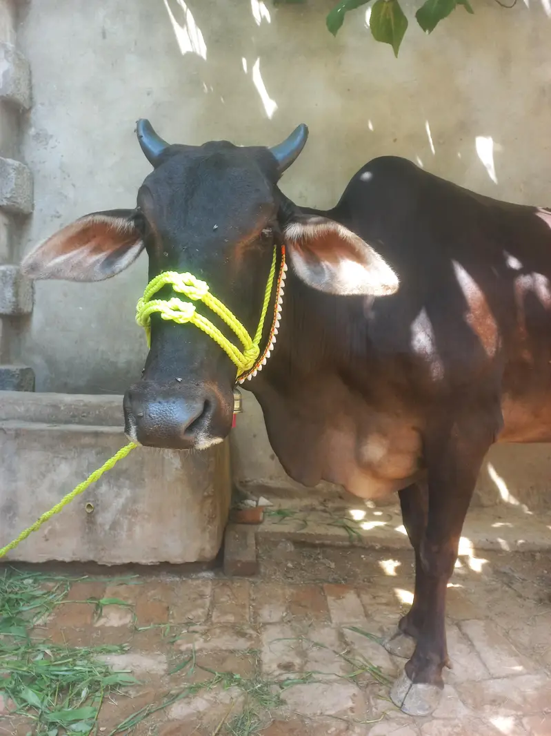 gaye desi farmi cross wachi — photo 4