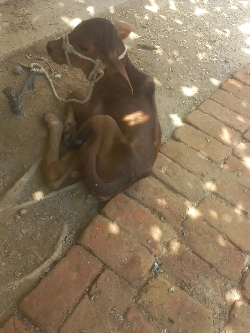 gaye desi farmi cross wachi — photo 5