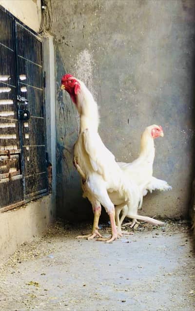 Shamo chicks | white shamo | king shamo | Japanese shamo