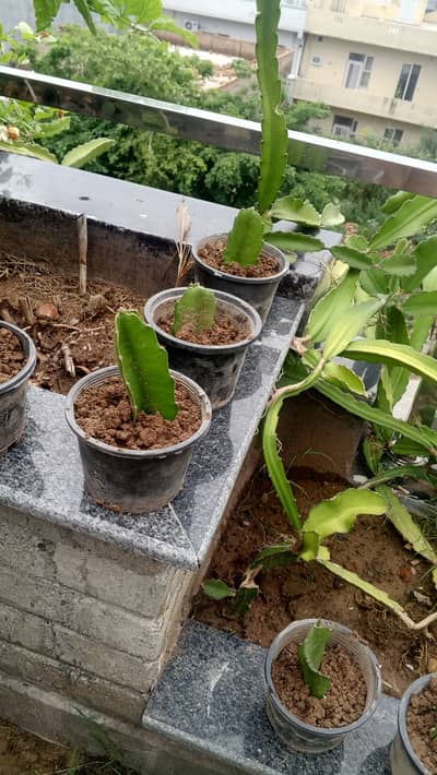Dragon fruit plants