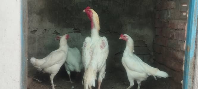 white heera
