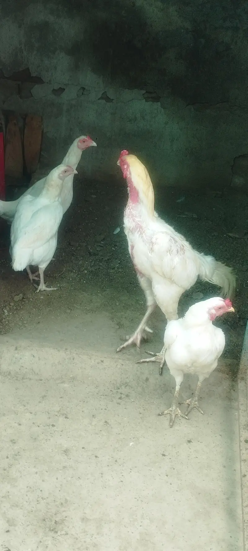 white heera — photo 3