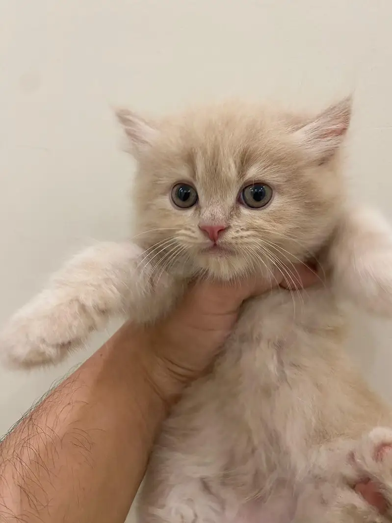 2 Cute Golden Kittens for Sale – Healthy & Playful — photo 2