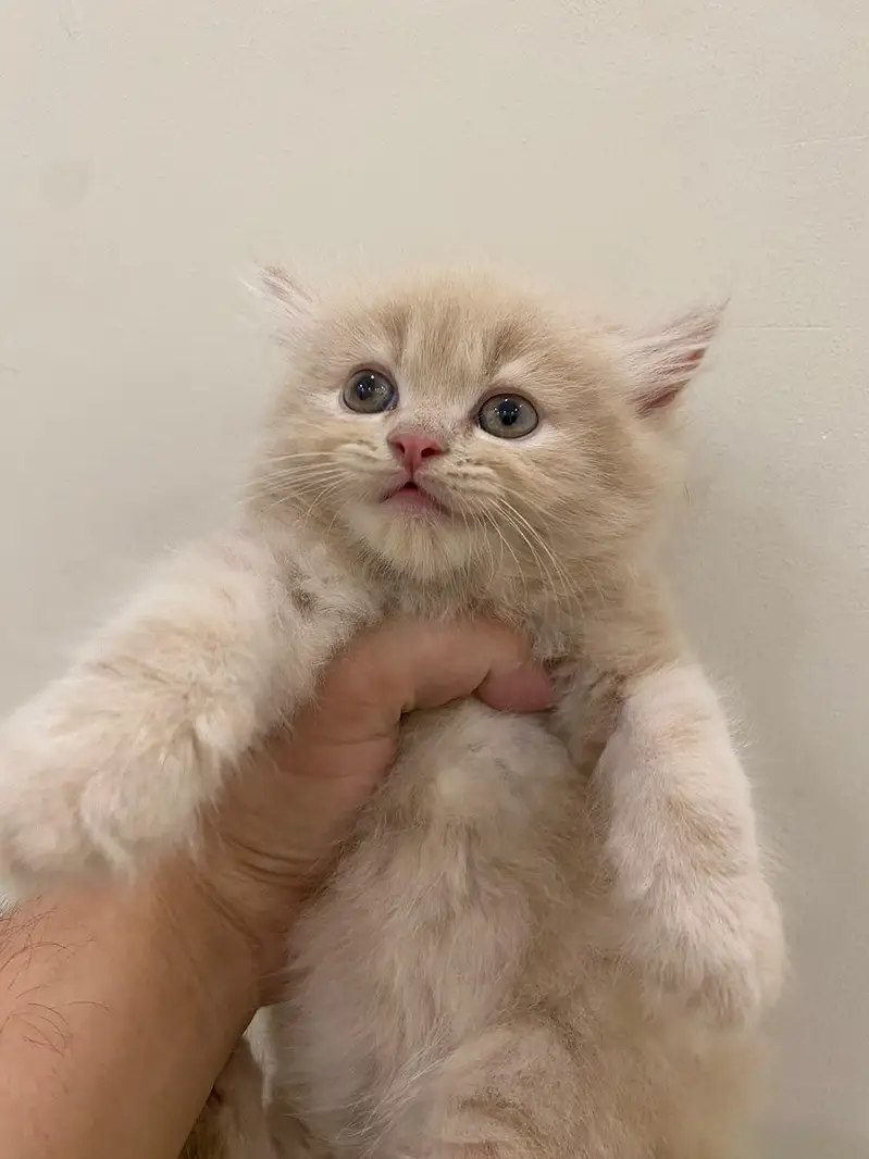 2 Cute Golden Kittens for Sale – Healthy & Playful — photo 4