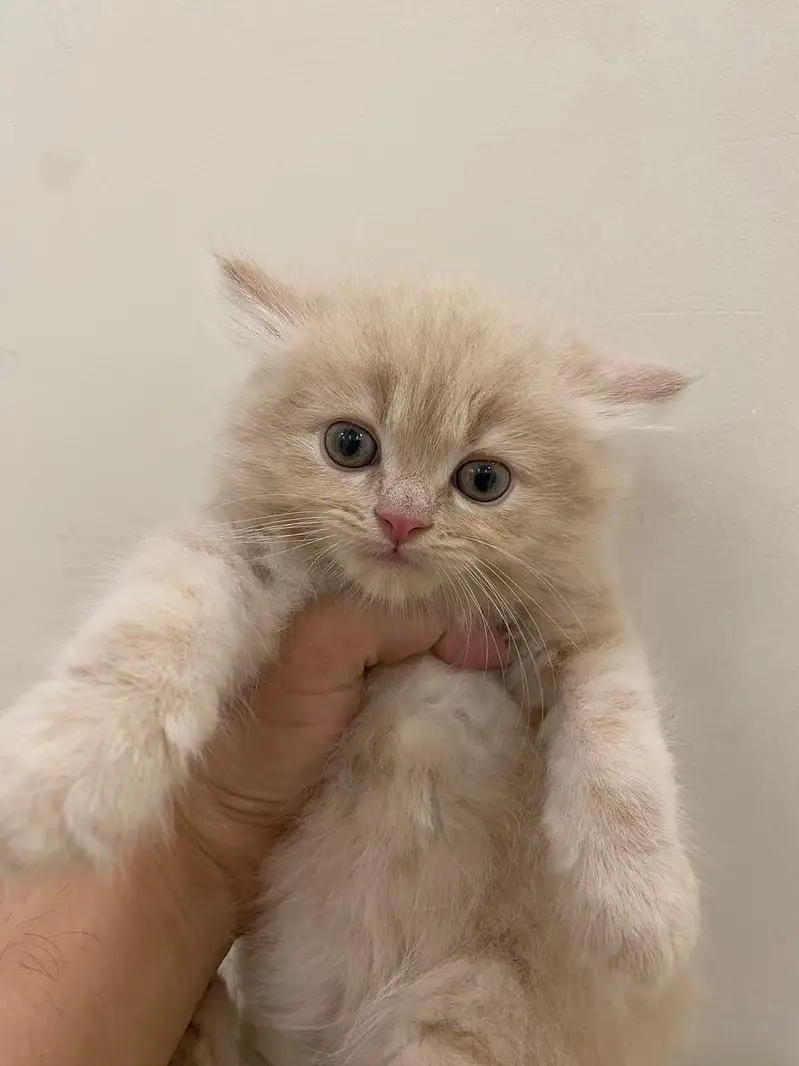 2 Cute Golden Kittens for Sale – Healthy & Playful — photo 5